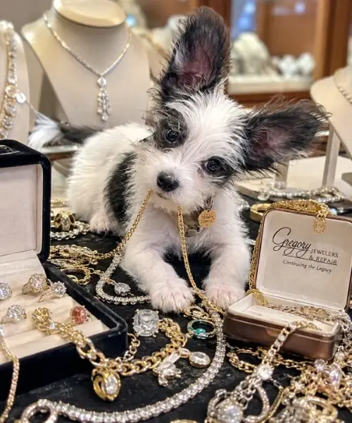 Teddy, our jewelry-loving mascot